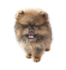 face of pomeranian puppy on white