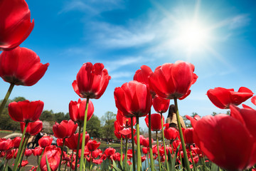 red tulips under blue sky - 51101861