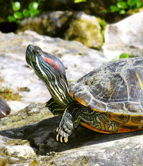Fototapeta premium Schildkröte 