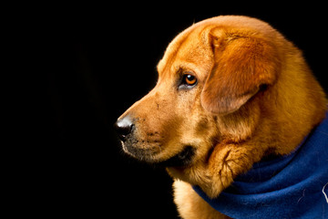 Mischling im Portrait
