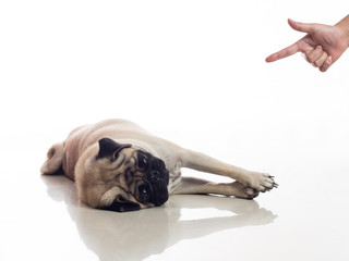 pug play dead