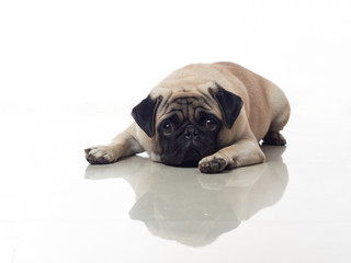 cute pug