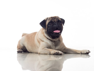 Obraz premium pug lay down