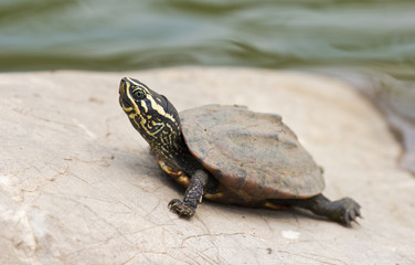 turtle in lake