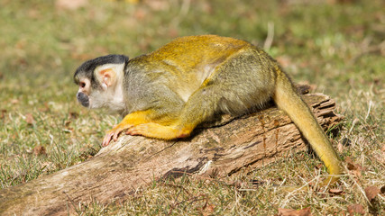 Obraz premium Peeing Squirrel Monkey (Saimiri boliviensis)