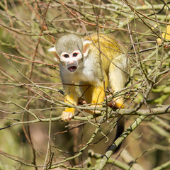 Squirrel Monkey (Saimiri boliviensis)