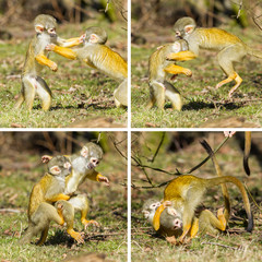 Obraz premium Two young Squirrel Monkeys (Saimiri boliviensis) fighting