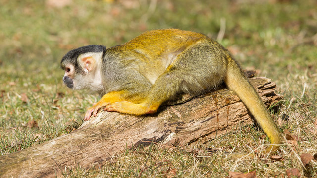 Peeing Squirrel Monkey (Saimiri boliviensis)