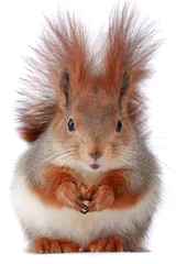 Plexiglas foto achterwand eekhoorn © fotomaster