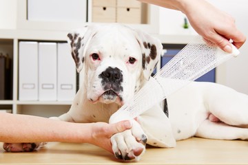 Boxer Hund bekommt Pfote verbunden beim Tierarzt