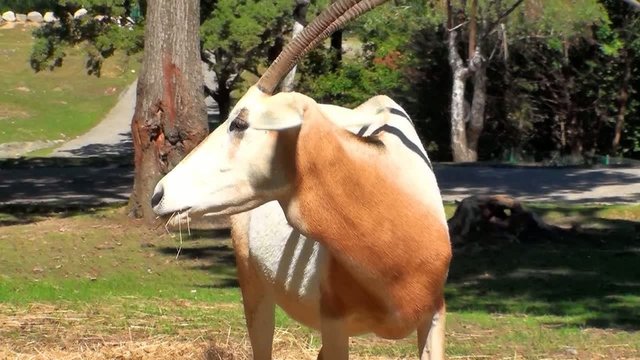 antilope