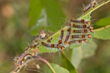 worms eating leave