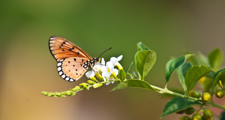 tawny coster butterfly close up