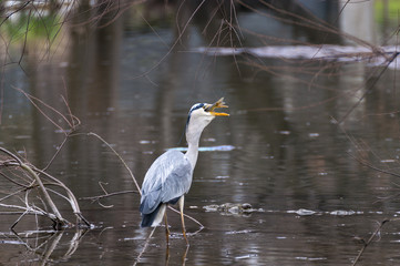 airone cenerino preda 5