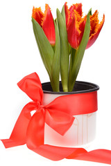 Red tulips in a pot wrapped around with red ribbon, isolated