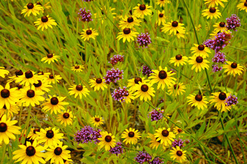 Yellow echinacea flowers in bloom © perlphoto