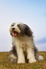 Bearded Collie, sitzend