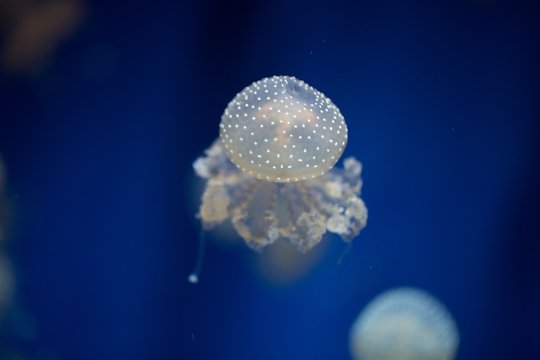 meduse