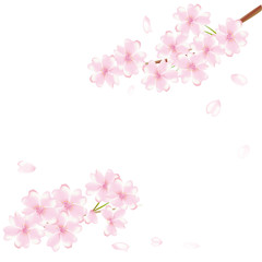 Fototapeta premium 舞う桜