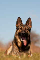 Deutscher Schäferhund