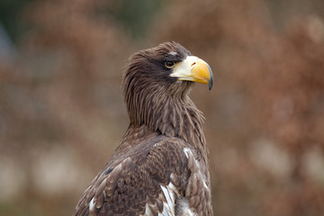 Haliaeetus pelagicus - Pygargue de Steller, Sea Eagle