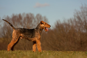 Airedale Terrier