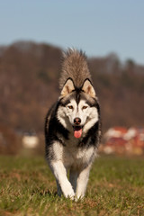 Siberian Husky