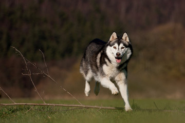 Obraz premium Siberian Husky