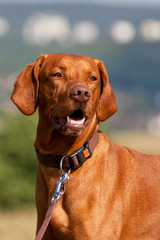 Magyar Vizsla