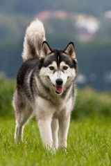 Siberian Husky Rüde