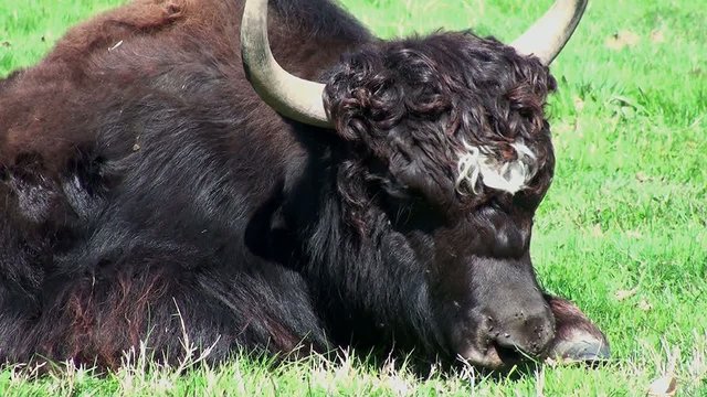 bufali a riposo
