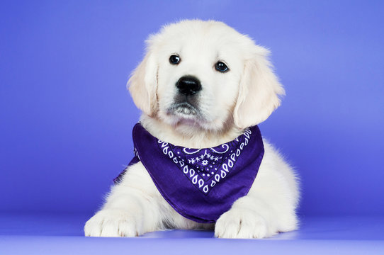 golden retriever puppy in a bandana