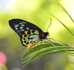 Tropical Butterfly