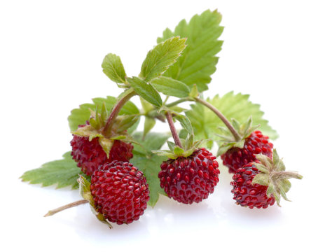Walderdbeeren
