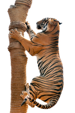 Tiger trainning