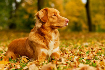 Nova Scotia Duck Tolling Retriever