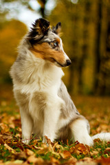 Shetland Sheepdog