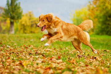 Nova Scotia Duck Tolling Retriever