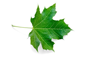Leaf maple green