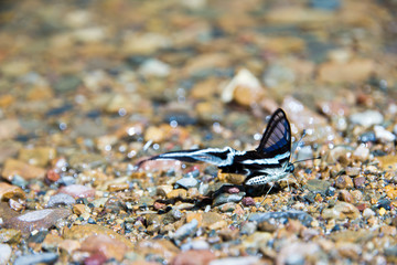 beautiful Butterfly  Along Mountain Creek