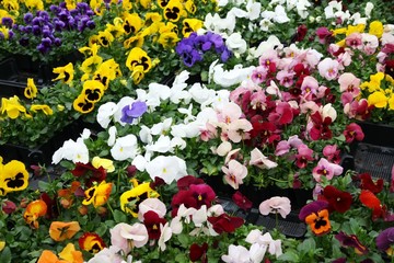 flowers with petals multicolor for sale in a greenhouse of a flo