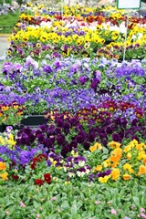 potted flowers with petals multicolor for sale in a greenhouse o