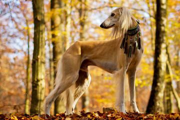 Saluki im Wald