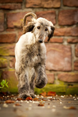 Afghanischer Windhund Welpe