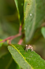 jumping spider on leave