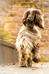 Afghanischer Windhund