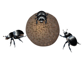 Dung beetles