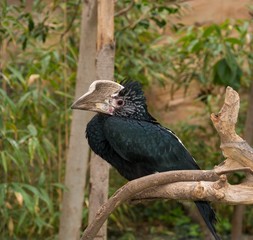 Silvery cheeked hornbill sitting on branch