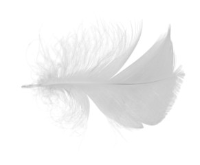 isolated single gray light feather