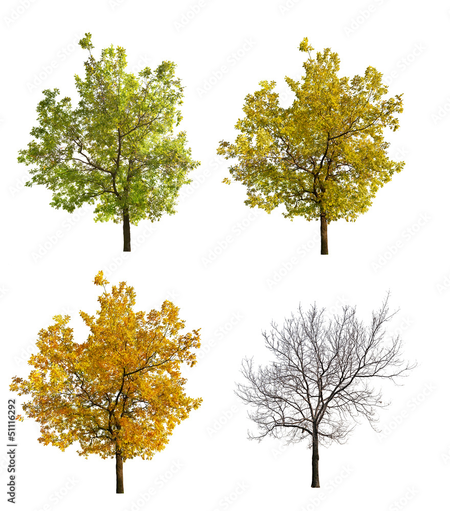 Wall mural four seasonsl oak isolated on white